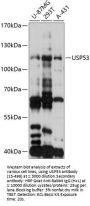 USP53 Antibody