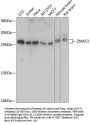 ZMAT2 Antibody
