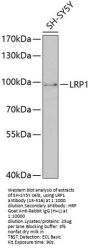 LRP1 Antibody