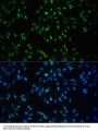CCDC59 Antibody