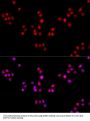 CCDC59 Antibody