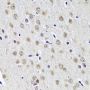CCDC59 Antibody