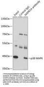 p38 MAPK Antibody