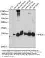 RNF181 Antibody