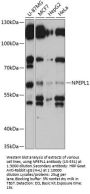 NPEPL1 Antibody