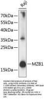 MZB1 Antibody