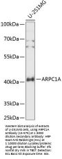 ARPC1A Antibody