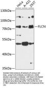 FLCN Antibody