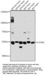 CCNA1 Antibody