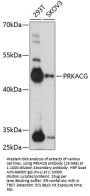 PRKACG Antibody