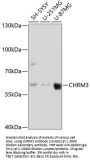 CHRM3 Antibody