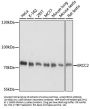 ERCC2 Antibody