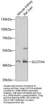 SLC37A4 Antibody