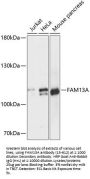FAM13A Antibody