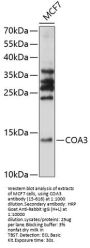 COA3 Antibody