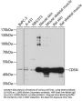 CDSN Antibody