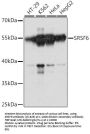 SRSF6 Antibody