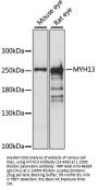 MYH13 Antibody
