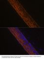 MYH13 Antibody