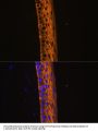 MYH13 Antibody
