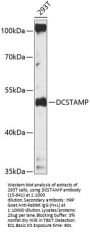 DCSTAMP Antibody
