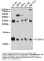 S100A10 Antibody