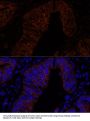 MUC2 Antibody