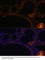 MUC2 Antibody