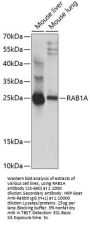 RAB1A Antibody