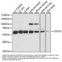 COX15 Antibody