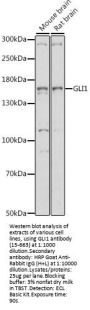 GLI1 Antibody