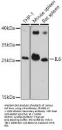 IL6 Antibody