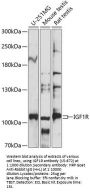 IGF1R Antibody