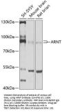 ARNT Antibody