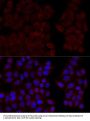 CALM1 Antibody