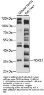 FOXS1 Antibody