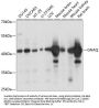 GNAQ Antibody