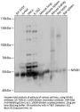 NFKB1 Antibody