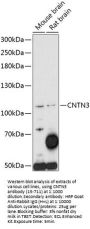 CNTN3 Antibody