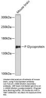 P Glycoprotein Antibody