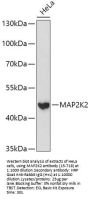 MAP2K2 Antibody, KO Validated