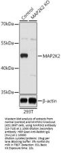 MAP2K2 Antibody, KO Validated