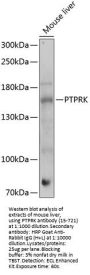 PTPRK Antibody