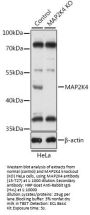 MAP2K4 Antibody, KO Validated