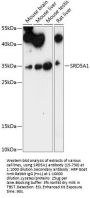 SRD5A1 Antibody