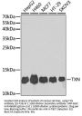 TXN Antibody