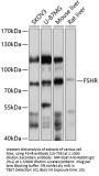 FSHR Antibody