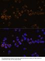 KLRC4 Antibody