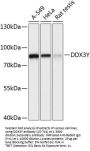 DDX3Y Antibody