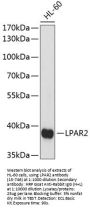 LPAR2 Antibody